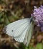 Pieris napi